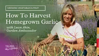 How to Harvest Homegrown Garlic