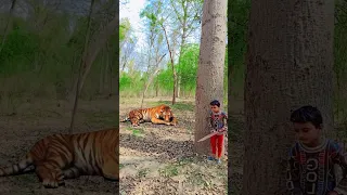 Tigerattack man in forest#tiger #attack #animal  #viral #shorts #shortvideo