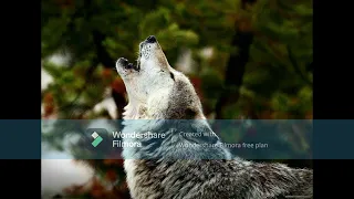 Audio 11. Why do wolves howl? (Video 129)