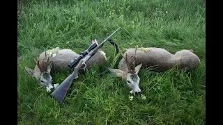 Roe deer hunting in Romania 1, Chasse des brocards en Roumanie 1, Rehbock Jagd in Rumänien 1