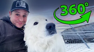 Farm Animal Chores in Winter || 360° Video VR