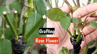 Multi Rose Flower Grafting Very Easy.