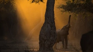 Wild Eye - Mana Pools