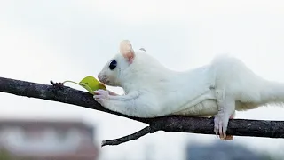 5 Cara mencari sugar glider kabur atau hilang