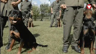 Heer g'schaut (4) Militärhundestaffel