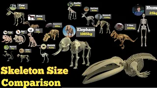 Skeleton Size Comparison / Datacamparisonwork