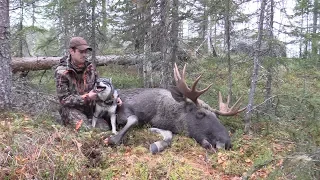 Älgjakt med Jämthund 3