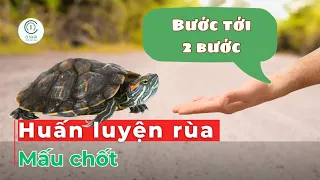 The secret to training a turtle to follow your commands - with subtitles