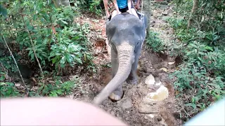 Прогулка на слонах в Джунглях Остров Ко Чанг в Таиланде