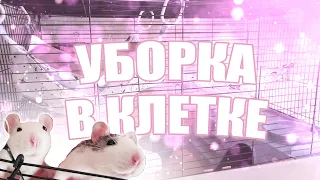 Уборка в клетке у крыс | 🌸 обустройство клетки 🌸|