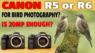 Canon R5 vs R6 Review for Bird Photography - Do You Need 45mp? Let's Find Out!