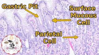 Stomach Histology - From Schematic to Slide