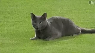 MLB Animals on the Field Part 2