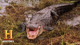 Swamp People: RAGING STORM Sparks Risky Gator Huntin' Behavior (Season 12) | History