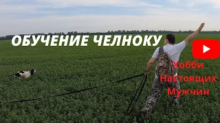 Натаска Спаниеля. Челнок. Готовим к охоте.