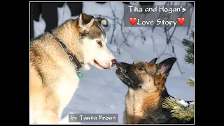 Senior Dog Love Story - Tika and Hogan