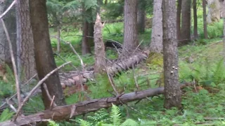 Bear charge!!! Mother black bear protecting her 2 cubs!