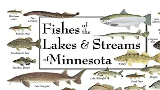 Fun facts about Northern Pike (the fish of Minnesota)