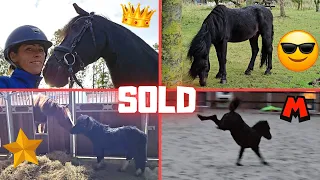 Sold a few horses. Weaning time is coming. Frisky Mario. Rising Star⭐ likes Spidey | Friesian Horses