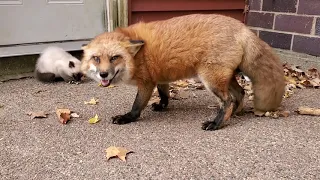 Finnegan Fox and kitty cats