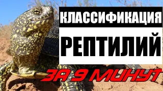 Классификация завропсид за 9 минут!