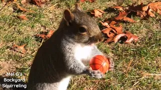 Squirrel Basketball 🏀