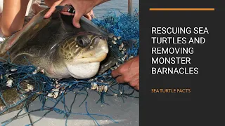 Rescuing Sea Turtles and Removing Monster Barnacles || Denise Strothers