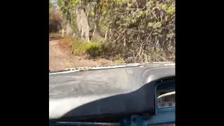 Datsun 200B bush bashing