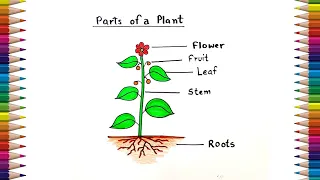 Parts of Plant Drawing | How to Draw parts of plant