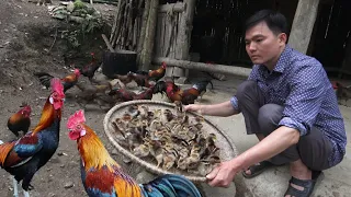 Robert sells baby wild chickens. Green forest life