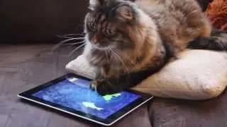 "Продвинутый" кот играет в iPad