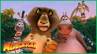 Eu Me Remexo Muito! | Trailer estendido | DreamWorks Madagascar em Português