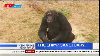 A day with Kenya's soon extinct Chimpanzees at Sweet Waters sanctuary-Ol Pejeta