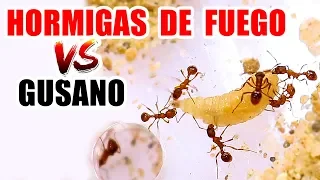 HORMIGAS DE FUEGO VS GUSANO DE MOSCA