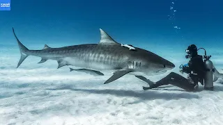 Тигровая АКУЛА – Одна из Самых Опасных в Океане! Почему Акулы Нападают на Людей?