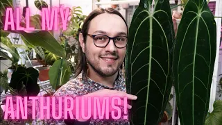 My Anthurium Collection & How I Grow Them | Anthurium Beginner