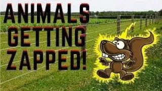 Animals getting shocked with funny sound effects !! animals getting zapped #funny #shorts