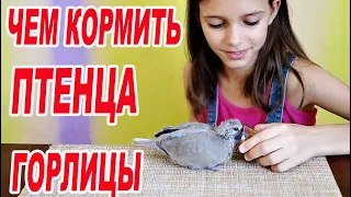 Спасение птенца/ПТЕНЕЦ ГОРЛИЦЫ /ЧЕМ КОРМИТЬ ПТЕНЦА ГОРЛИЦЫ/ /КАК КОРМИТЬ ПТЕНЦА ГОРЛИЦЫ/новый житель