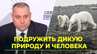 На Ямале разработали программу «Медвежий патруль»