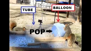 Balloon Tube - POP - Squirrels are Awesome!