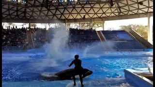FEMALE ORCA SHOW GOES VERY WRONG!!! KEY MOMENTS IN DESCRIPTION!!! SEAWORLD TX 01/07/2023