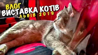 ВИСТАВКА КОТІВ | СФІНКС | МЕЙН КУН | ВИСЛОВУХА | КОНКУРС КОТІВ | ЛЬВІВ | ПЕРЕМОЖЦІ ТУРНІРУ | VLOG