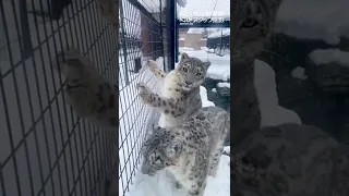 【旭山動物園】ユキヒョウのジーマお母さんと娘ユーリ❄️🐆🐆[Asahiyama Zoo] Snow Leopard, Juli and her mom, Zima. #Shorts