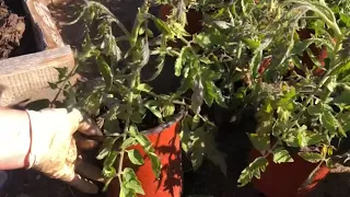 Посадка томата Монгольский карлик в открытый грунт.