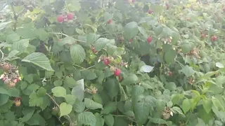 Сбор малины в Германии.Himbeeren pflücken in Deutschland
