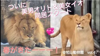 ついに会えた！同居スタート💞近くに行きたいライオンのオリトと怯えるイオ@旭山動物園vol.47/Start living together💞 lion!