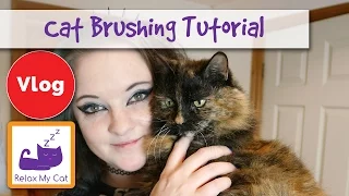 How to Groom Long and Short Haired Cats (with a Demonstration)