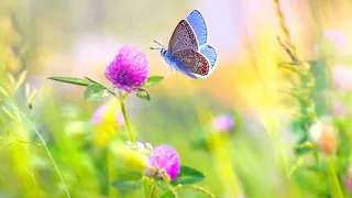 행복한 아침을 위한 힐링음악 3시간 🎵 명상음악, 요가음악, 스트레스해소음악 (Happy Day)