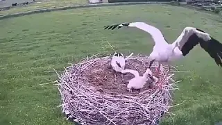 White stork bird