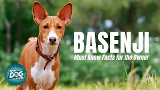 Basenji  - Must Know Facts for the Owner